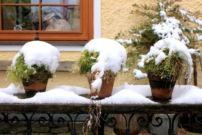 Winter Garden Tips: Caring for Plants in Cold Weather