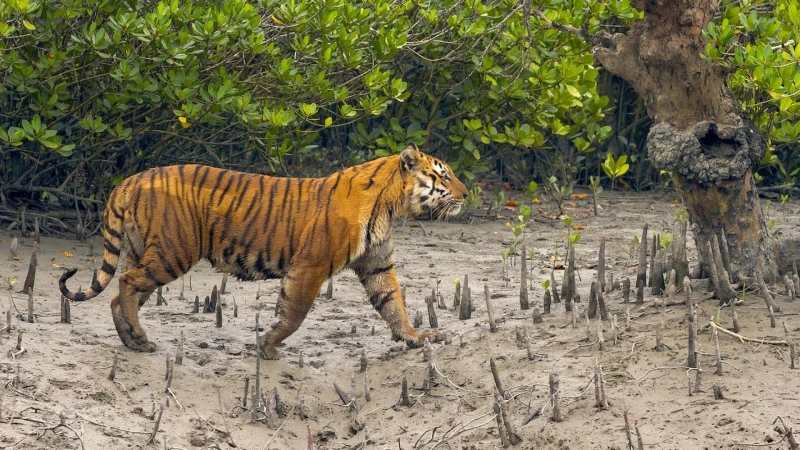 SUNDARBAN PACKAGE TOUR FROM KOLKATA