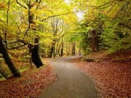 The Art of Slow Living in a Fast-Paced World