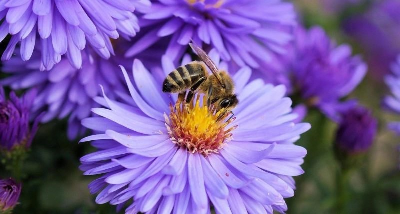 Embracing Homeopathy: Natural Relief for Diabetes, Arthritis, and Asthma