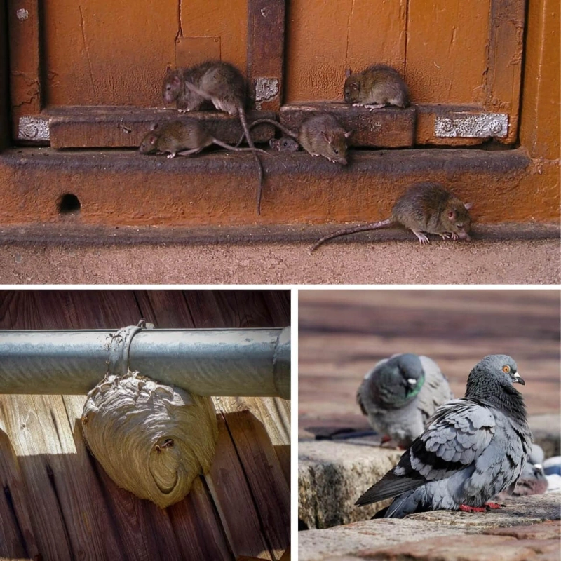 Important Rat Treatment Tips You Must Know ! Pest Control ASSIST