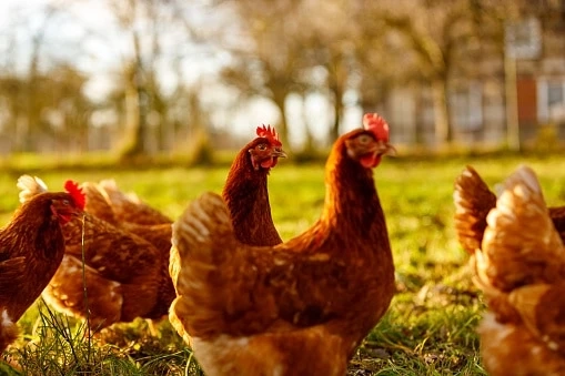 What Do You Need To Start Your Own Successful Poultry Farm?