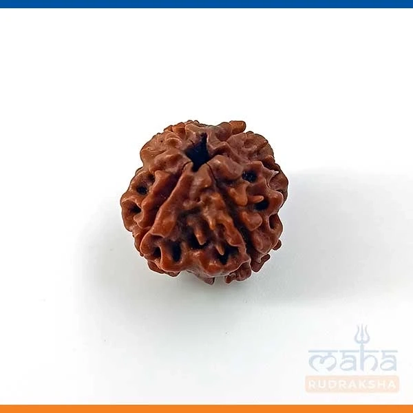 MahaRudraksha|Genuine Rudraksha| Nepali Rudraksha|