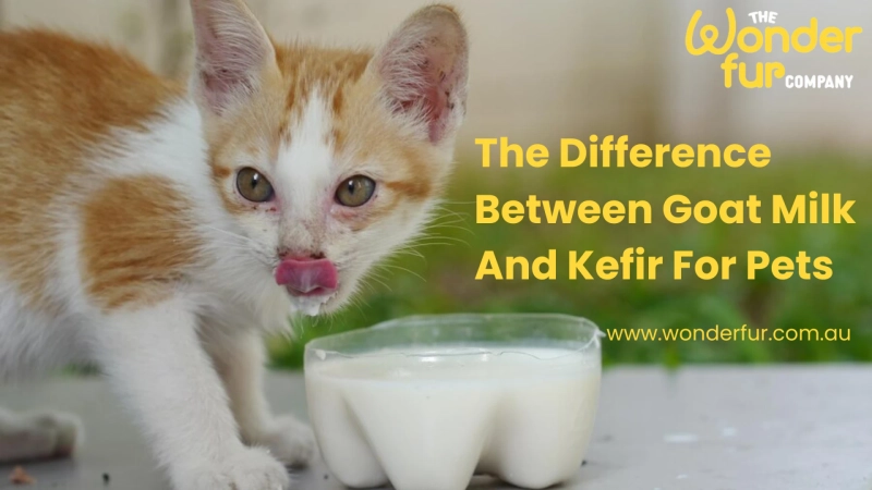 The Difference Between Goat Milk And Kefir For Pets