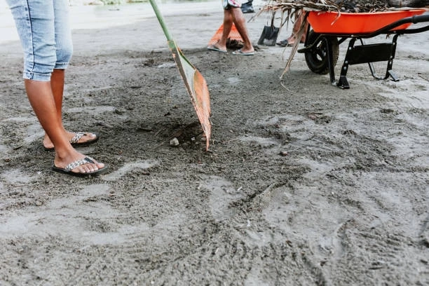 Impacts of Beach Cleaning Services on Marine Life