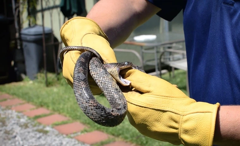 Snake Control in Dubai: Tips for a Safe Living Environment