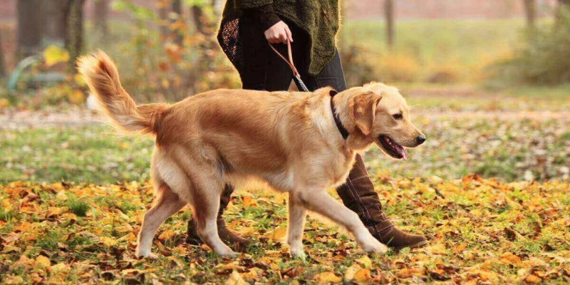 Local Dog Walkers: Enhancing Canine Well-Being in Your Neighborhood