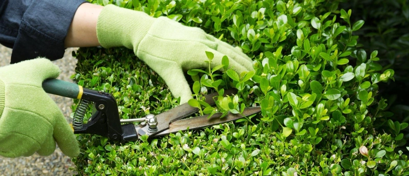 5 Tips On How To Take Care Of Your Reading Garden