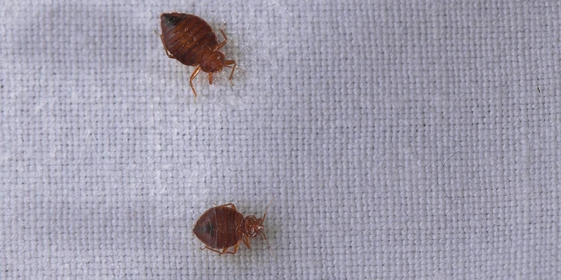 Can Rented Heaters Work Same As New Heater To Get Rid Of The Bed Bugs?