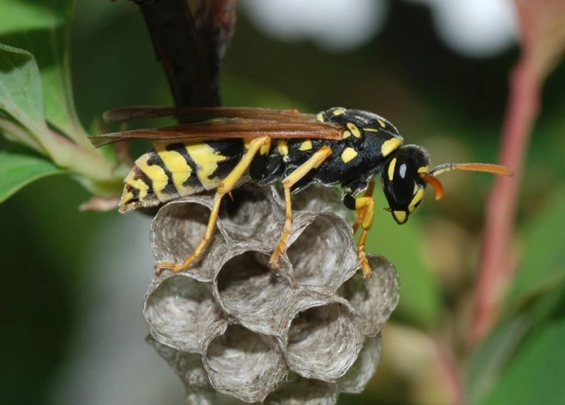 The Importance of Early Detection and Treatment for Wasp Nests