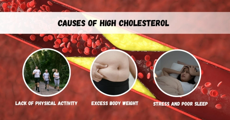  7 Common Causes of High Cholesterol You Need to Know