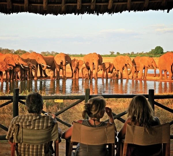 A Complete Guide to Planning Memorable Safari Tours East Africa