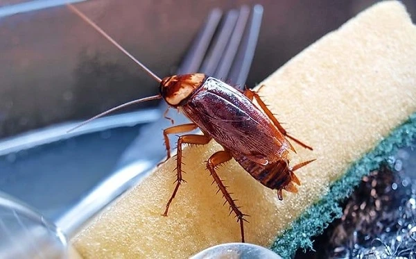 Effective Cockroach Control