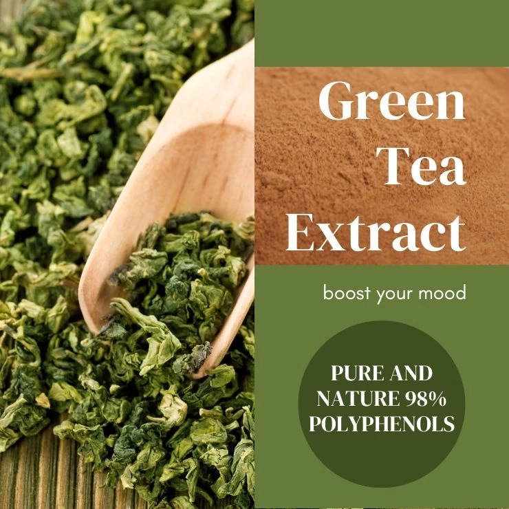 What is green tea extract 98% polyphenols and how to keep safe?
