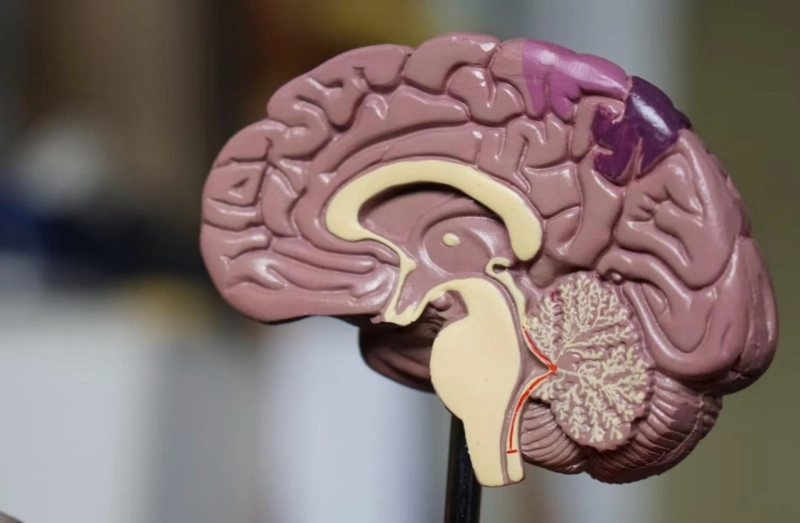 Brain surgery recovery time: all you need to know