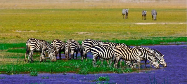 The Magic of the Maasai Mara: Unveiling Safari Packages