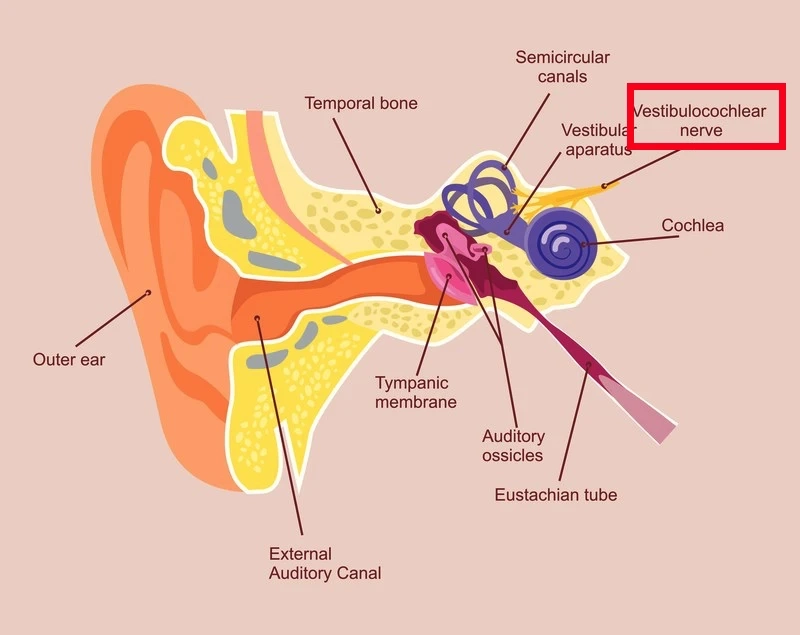 Otolithic Disorder diagnostic center