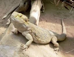 Bearded Dragon Diet and Nutrition for Proper Growth