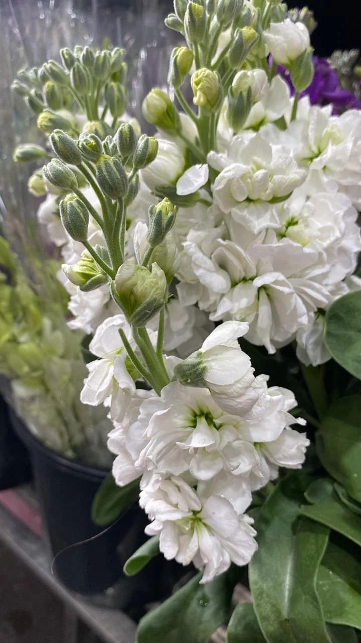 Fresh Spring Bouquets: Perfect Gifts for Every Occasion