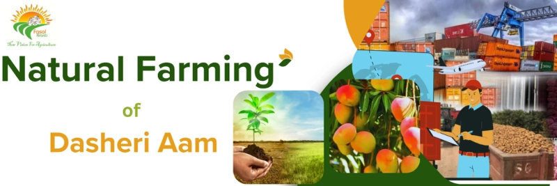 From Soil to Global Natural Farming & Dasheri Aam in India’s Agri Export Era