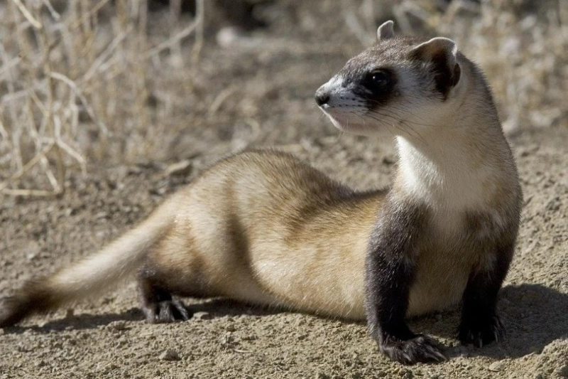 Why Is A Ferret’s Spine So Flexible?
