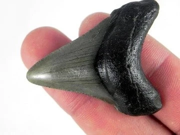 Buy Some of the Best Unique Fossils Available For Sale Online