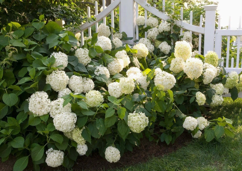 The Top 4 Home Garden Hydrangea Shrubs for Sale