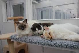 The Best Ways to Choose Pet Boarding Facilities and Cat boarding in the South Bay Area