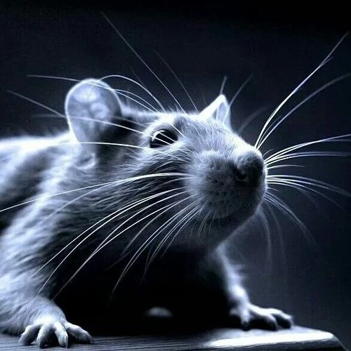 4 Signs Of A Rat Infestation In Your Home