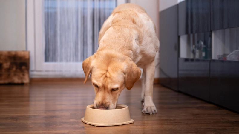 Dog Food For Dogs Allergic To Chicken: Complete Guide