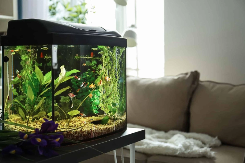 Unveiling the Splendor of Pristine Fish Tanks