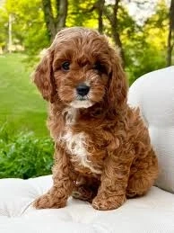Tips To Choose An Adorable Pet Online
