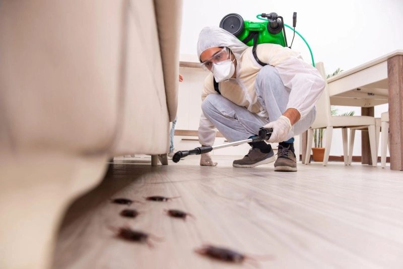 Dependable Termite Inspection Control Services in Baltimore MD