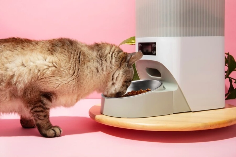 The Role of Protein in Your Pet’s Energy and Vitality