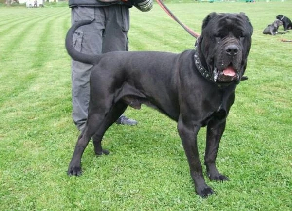 Banned Locations for Cane Corsos: Understanding Breed Restrictions Around the World