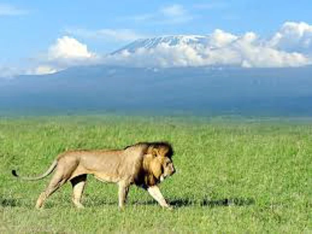 Unveiling the Wonders of Ngorongoro: A Safari Adventure Like No Other