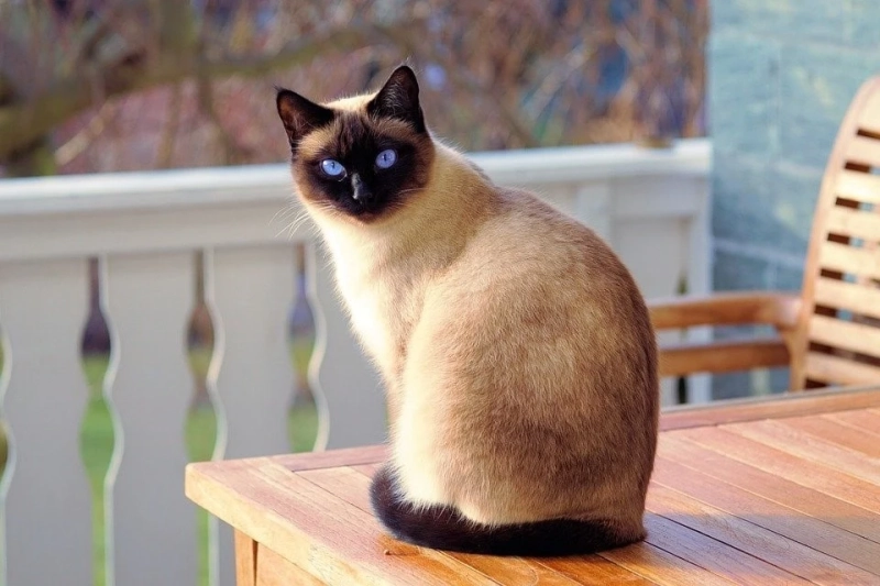 10 Reasons Why Adopting Cats is Better Than Buying