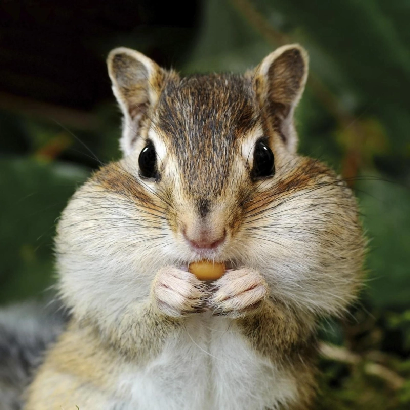 Effective Chipmunk Pest Control: Safe Removal & Prevention Tips