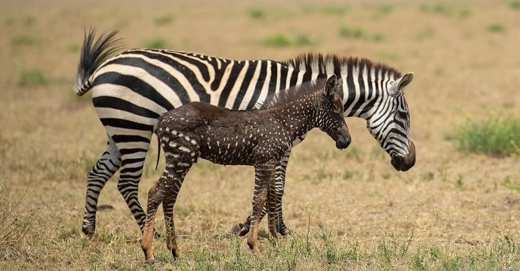 Explore Unforgettable Wildlife and Natural Wonders with Luxury Kenya Tours!