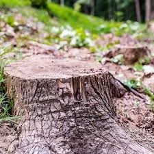 Do you need to remove the tree stump or grind it?