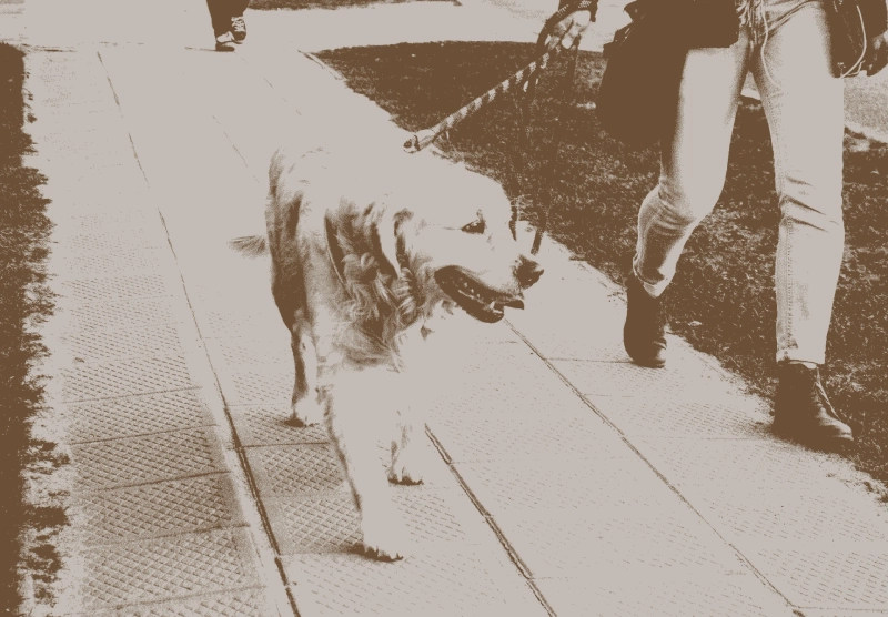 Exploring Chicago's Pet-Friendly Neighborhoods: A Guide for Dog Owners