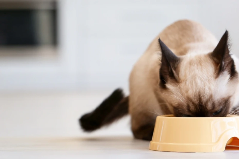 Cat Food for a Healthy and Happy Pet