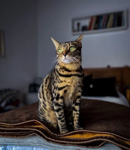 Serengeti Cat Personality