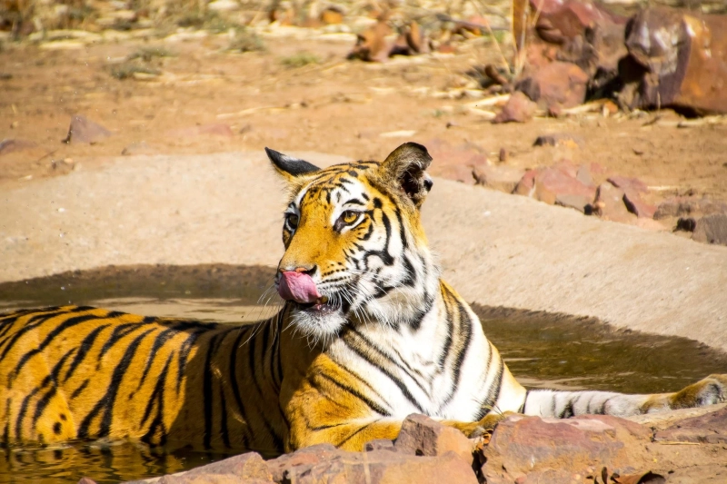 5 national parks in India where you might see a Tiger
