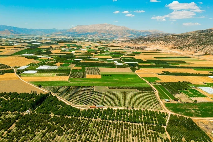 Aim Farmlands: Nurturing Growth in the Heart of Turkey’s Walnut Gardens