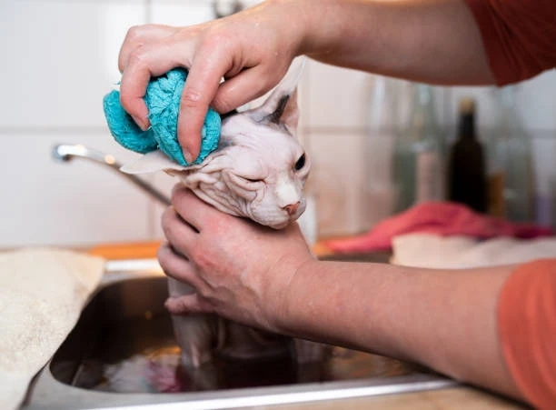 Steps to Consider Before Adopting a Hairless Cat by Sphynx World
