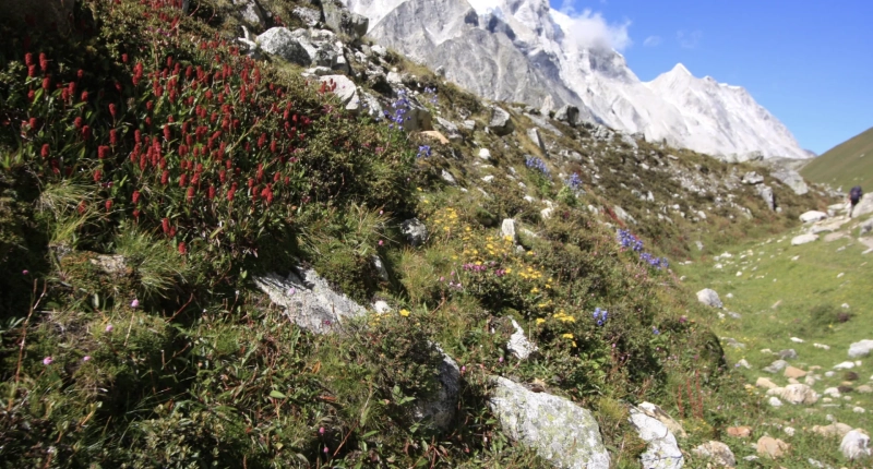 Himalayan Landscapes & Flora Nepal: A Journey Through Nature's Botanical Paradise