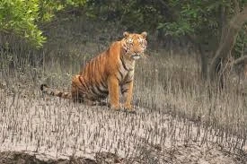 2 NIGHT 3 DAYS SUNDARBAN PACKAGE