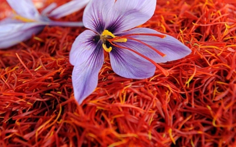 Several health benefits are associated with Saffron, such as weight loss and high levels of antioxidants