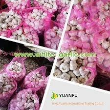 The complete view on the Garlic Exports